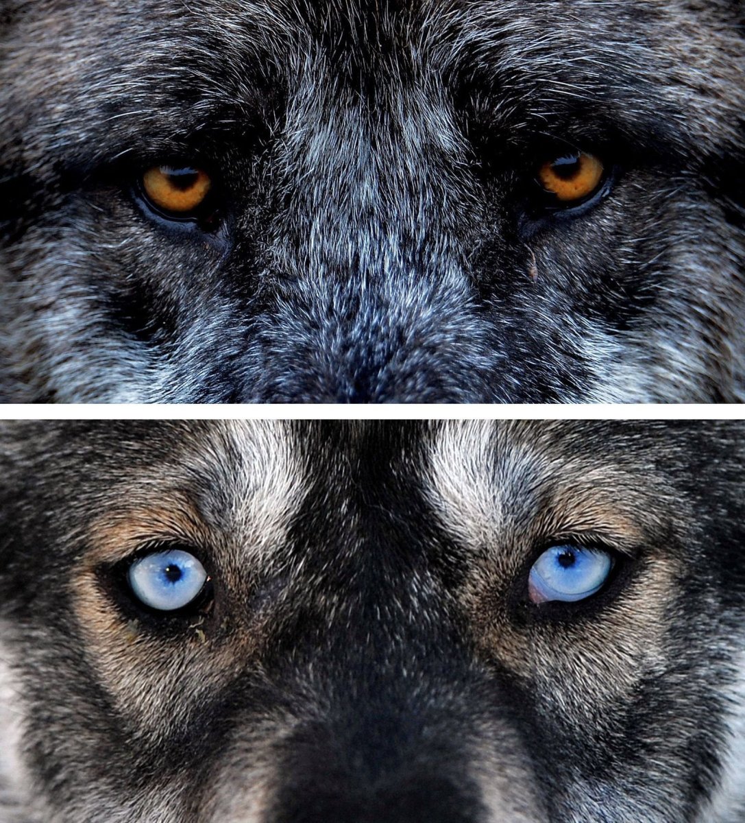 Эстетика собак