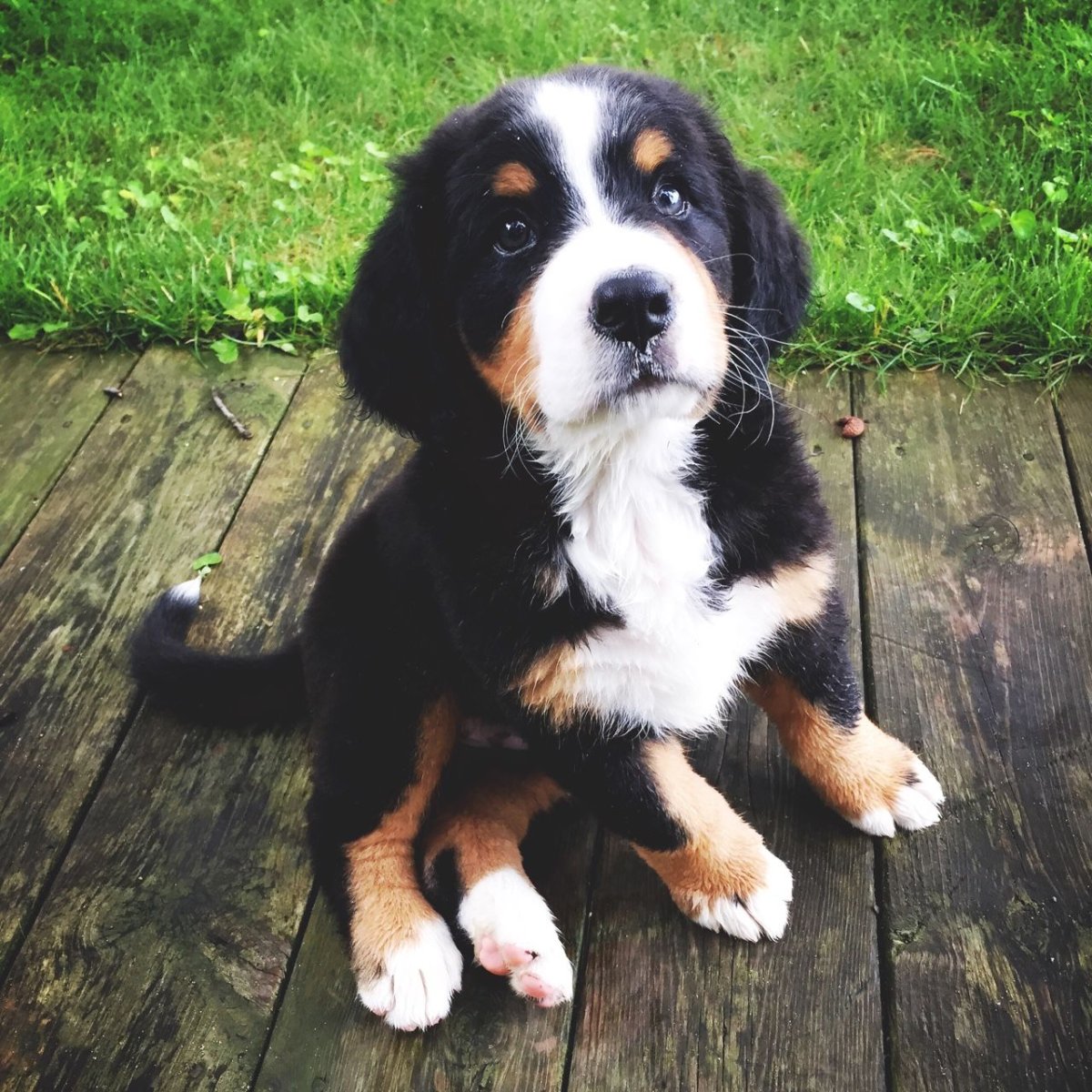 Щенки Пинтерест