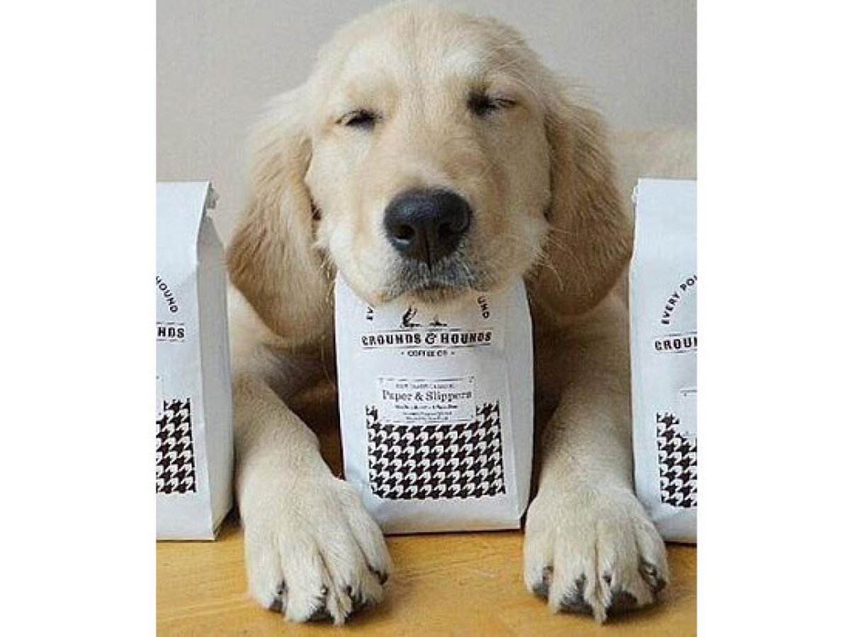 Скетчбук с собаками