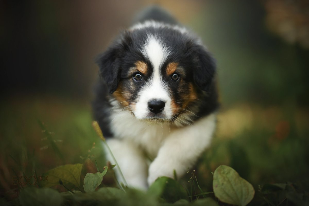 Аусси щенок