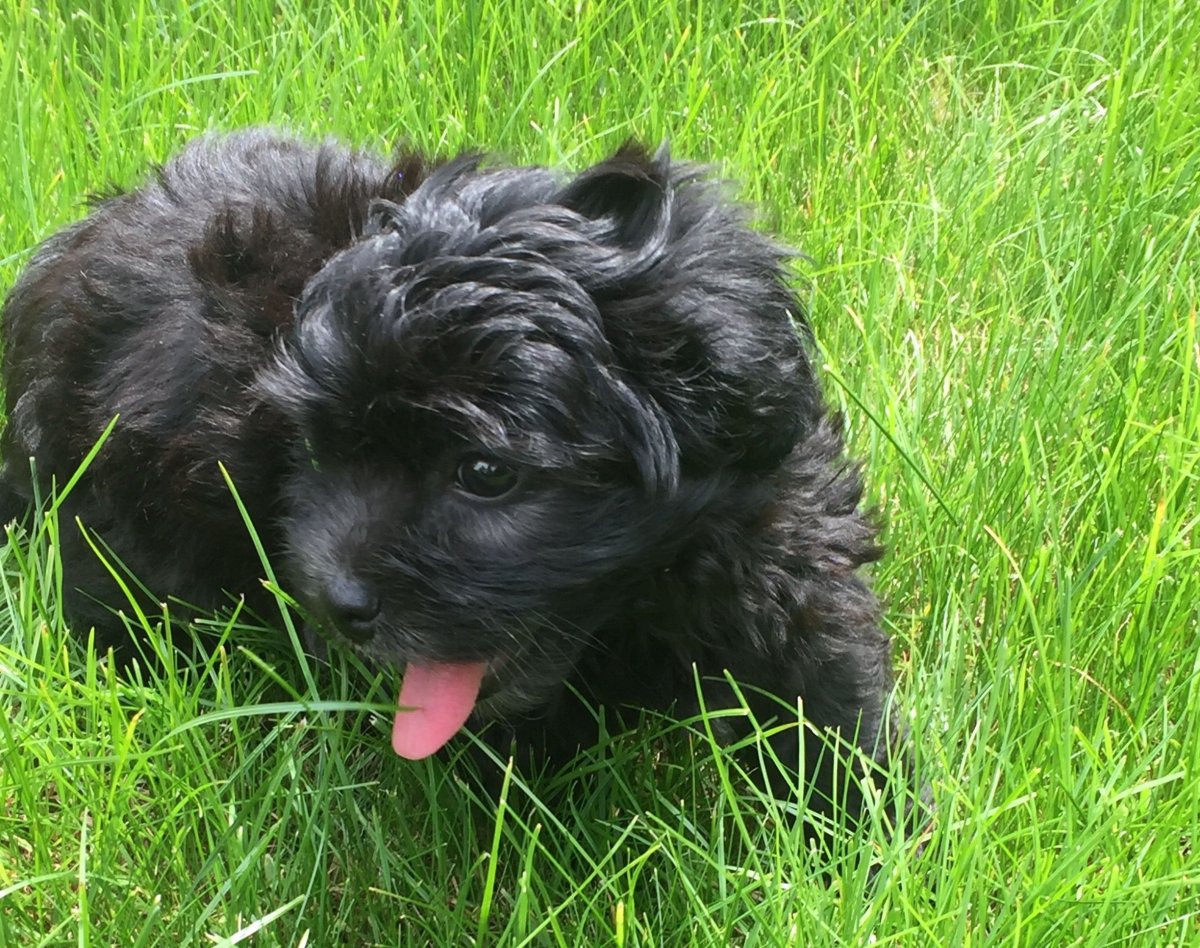 Shichon Puppies в Москве