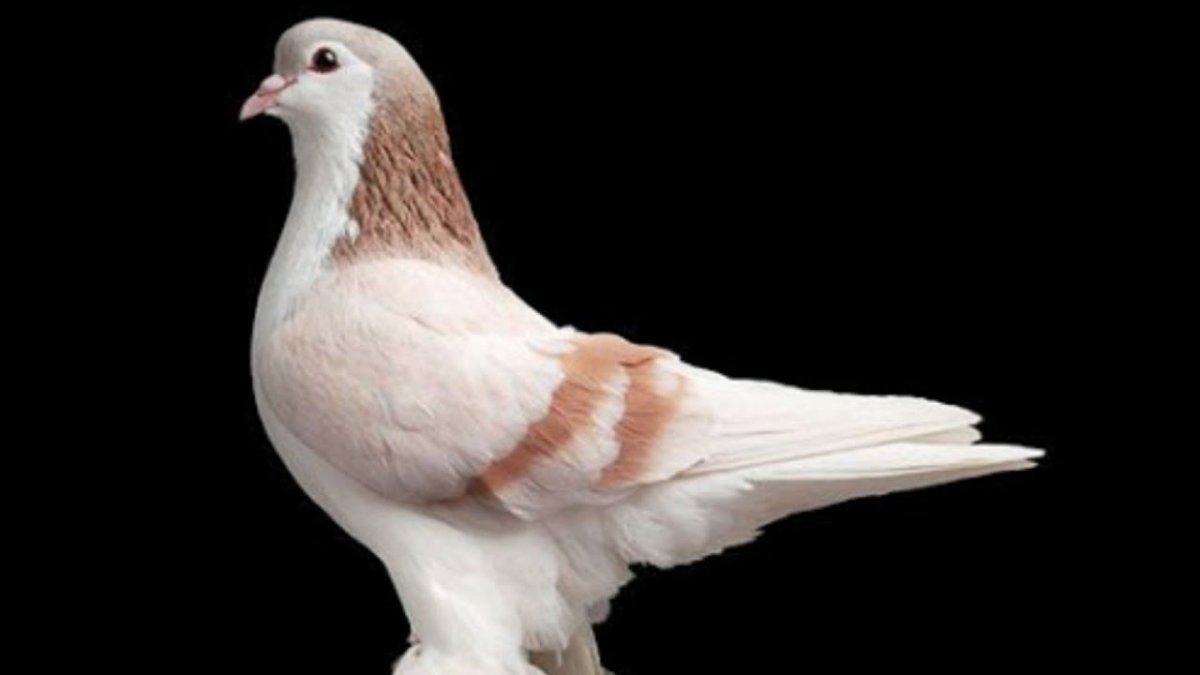 Голуби Адана пикирующие