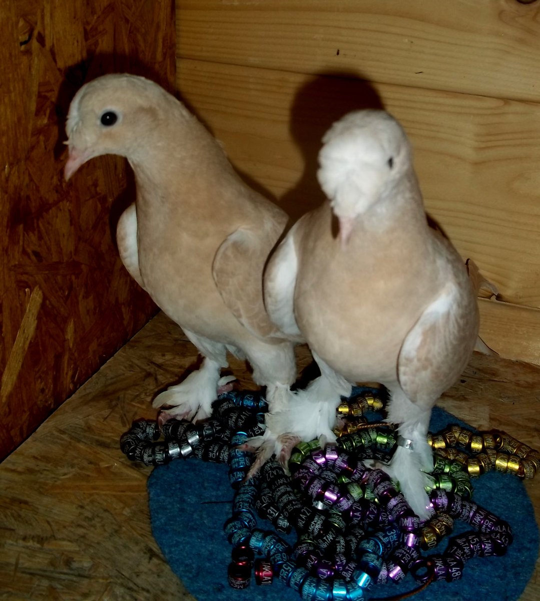 Узбекские бойные голуби