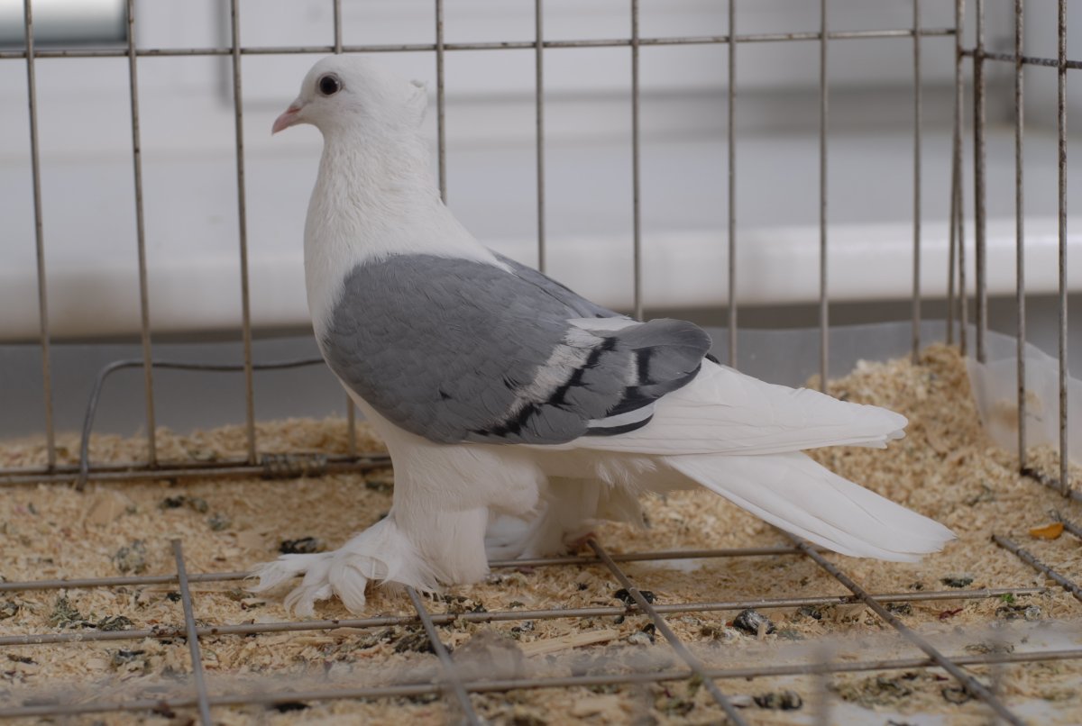 Голуби турецкая Такла