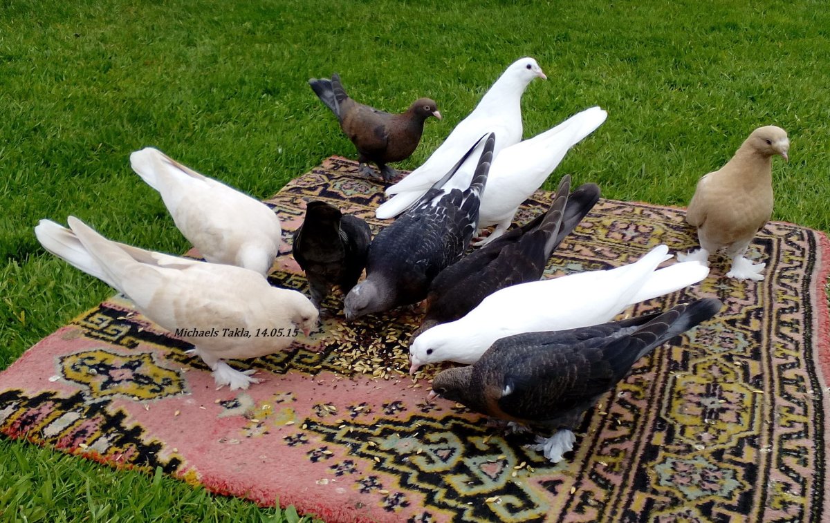 Голуби высоколетные бескружные крымские