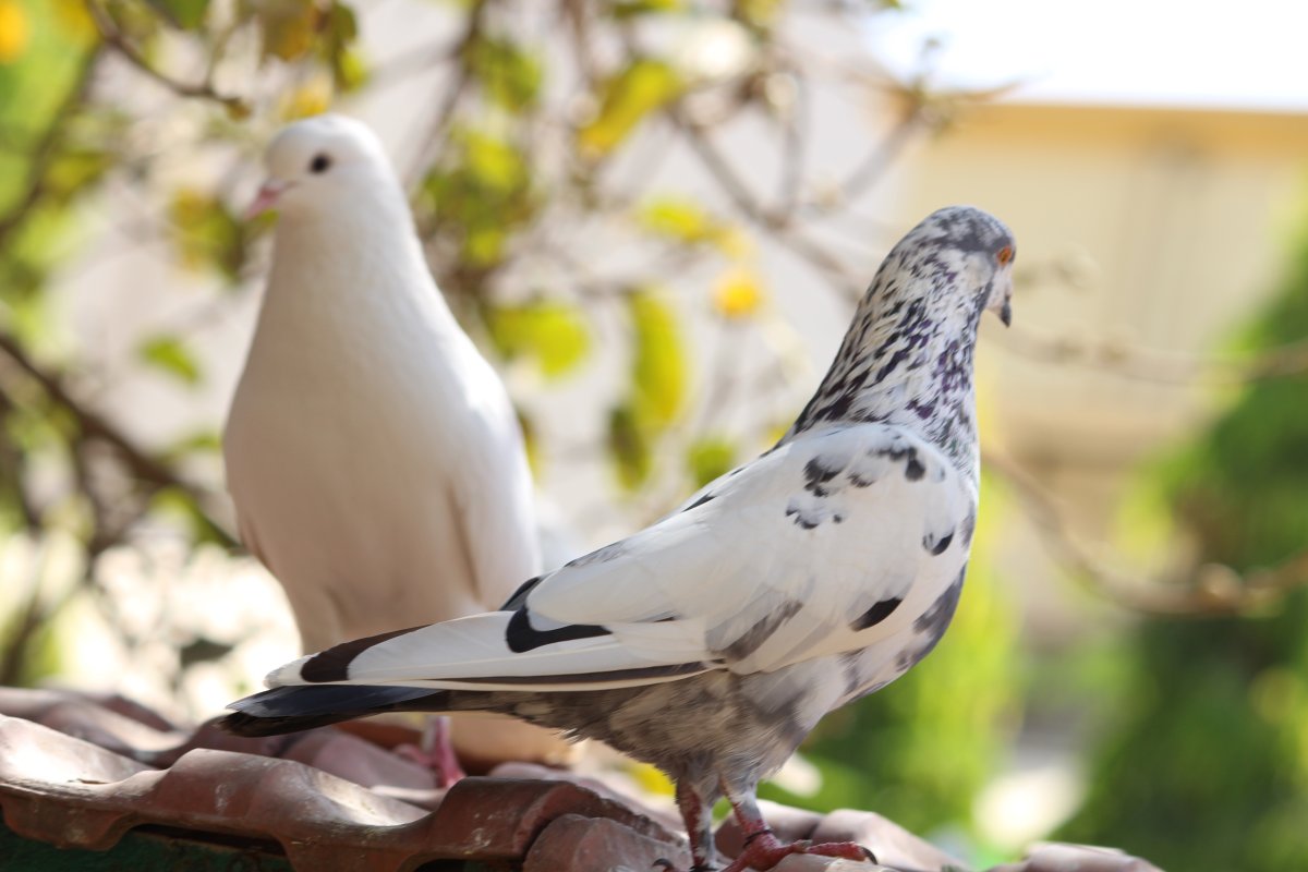 Карелла с голубём