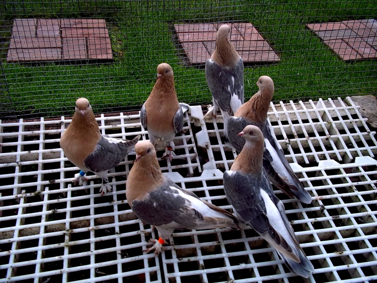 Голуби турецкая Такла лимонная