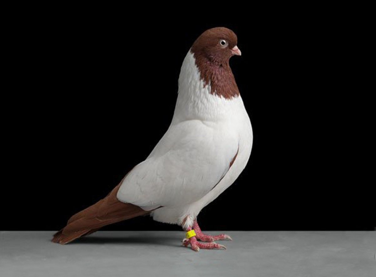 Голуби породы якобины