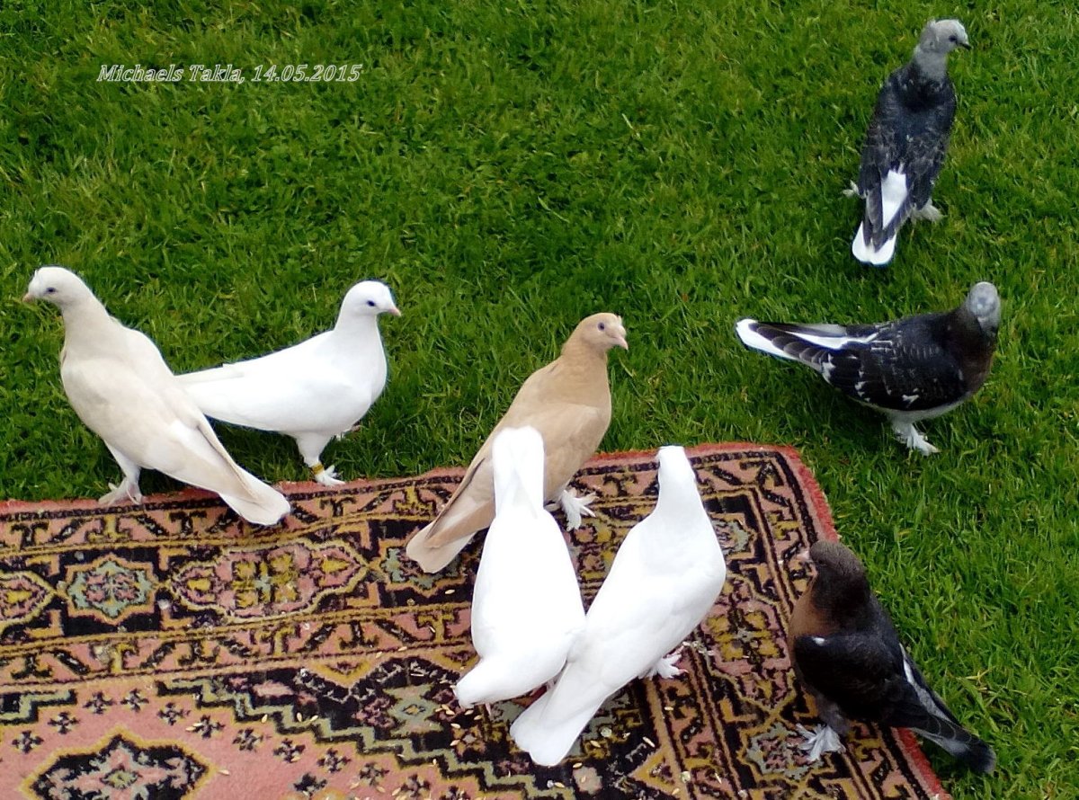 Голуби турецкая Такла масти