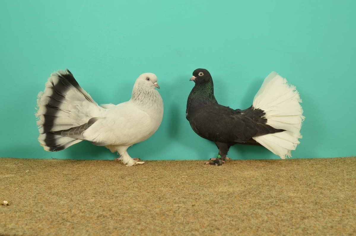 Голуби ирландцы