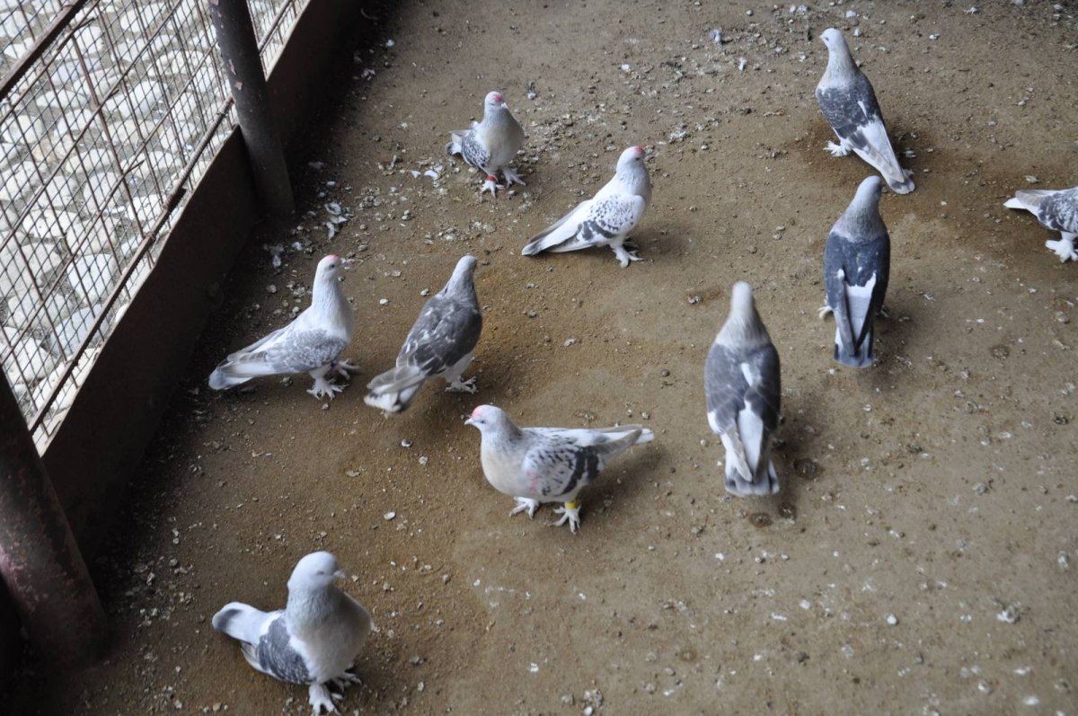 Голуби породы Богемская космоногая