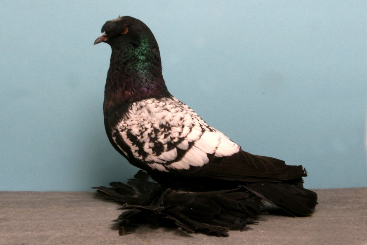 Самые красивые голуби