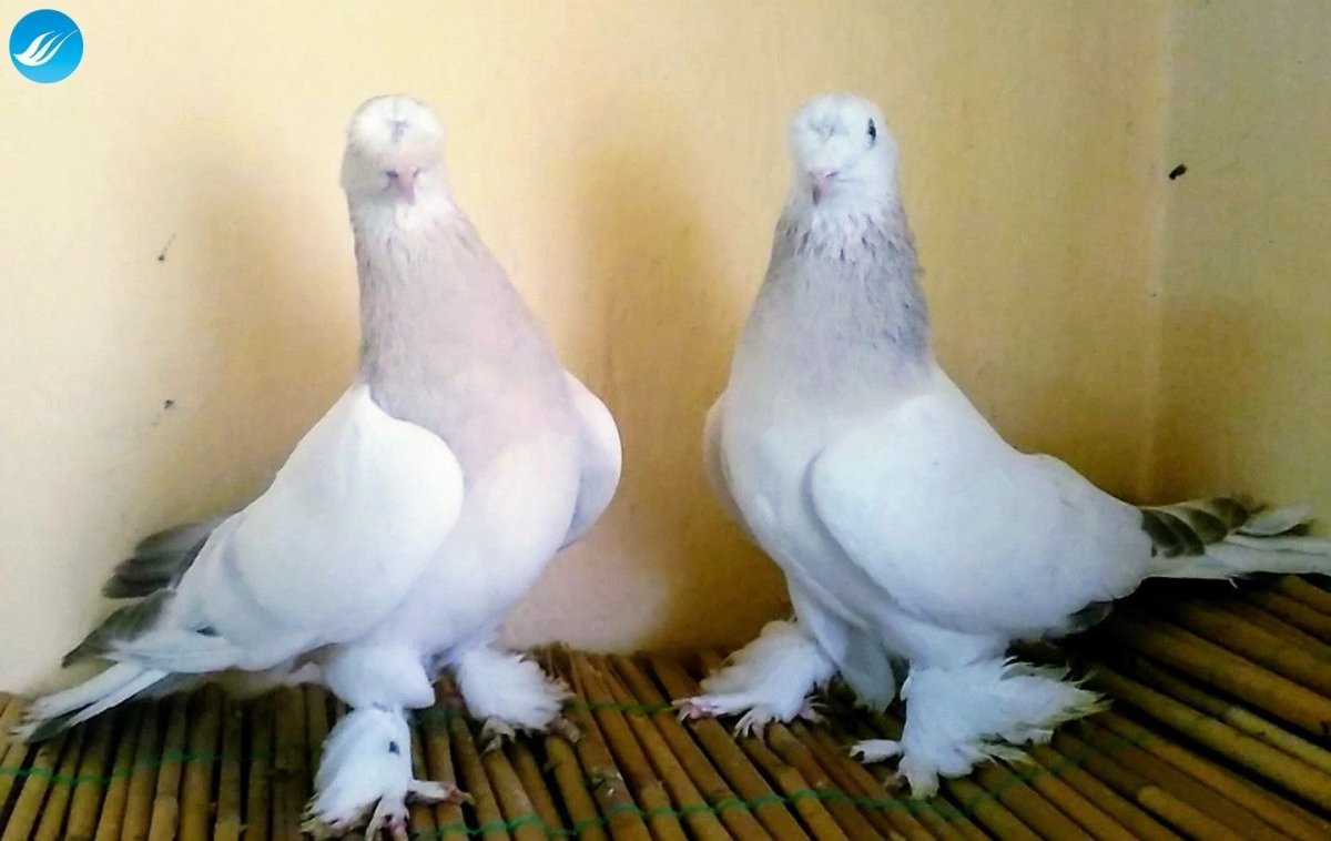 Голубь монах Турман