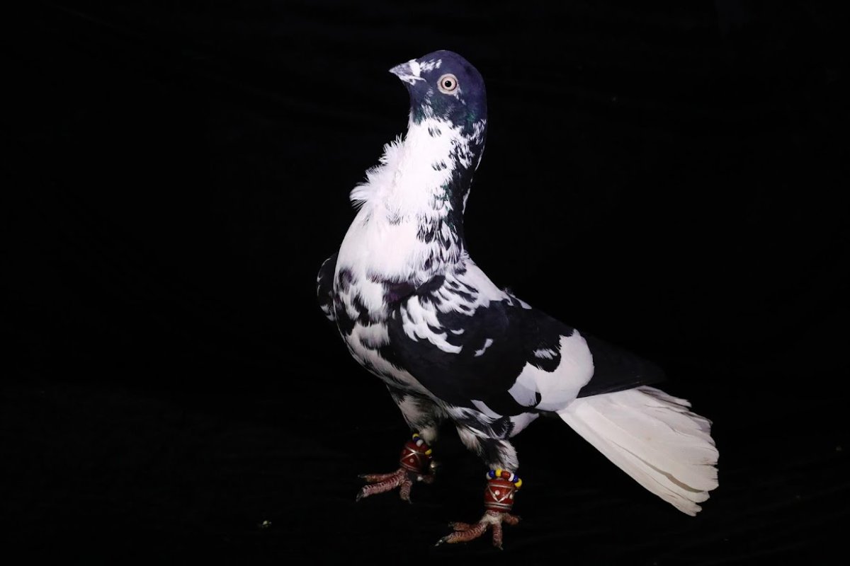 Декоративные голуби