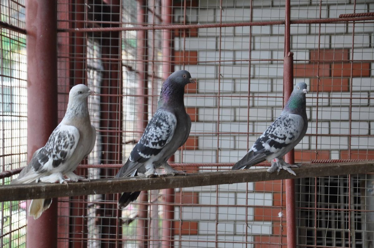 Голуби породы Каплан