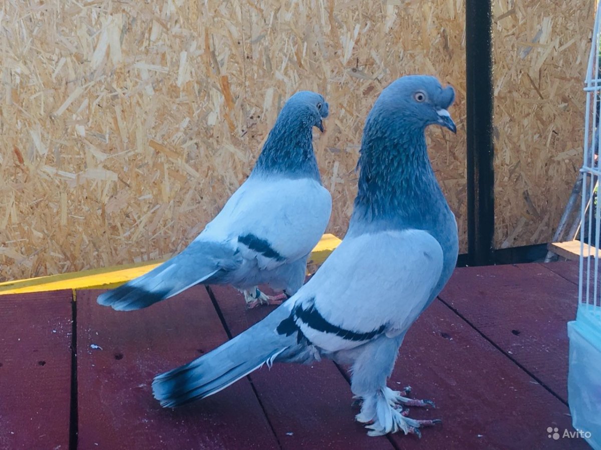 Немецкая крестовые монахи порода голубей