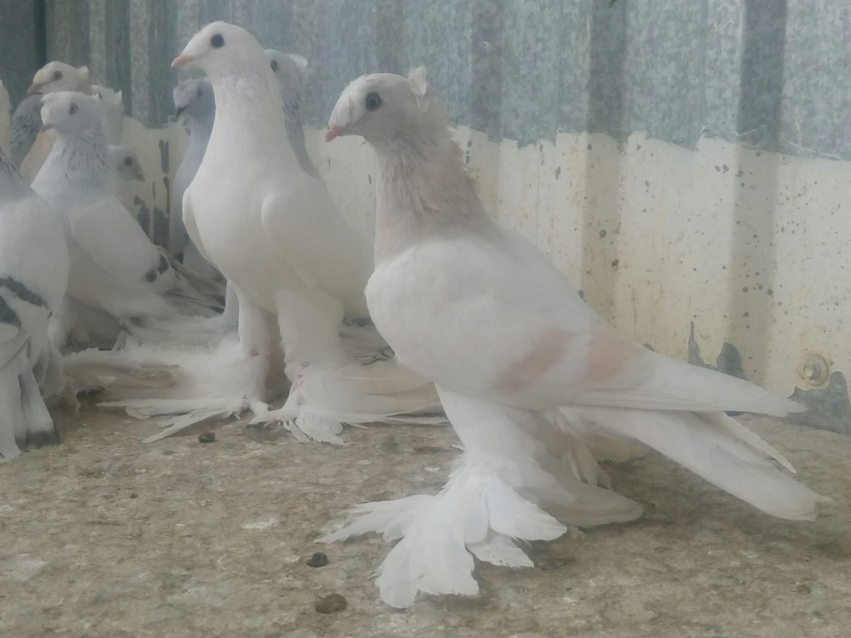 Турецкая Такла Алтынбаш