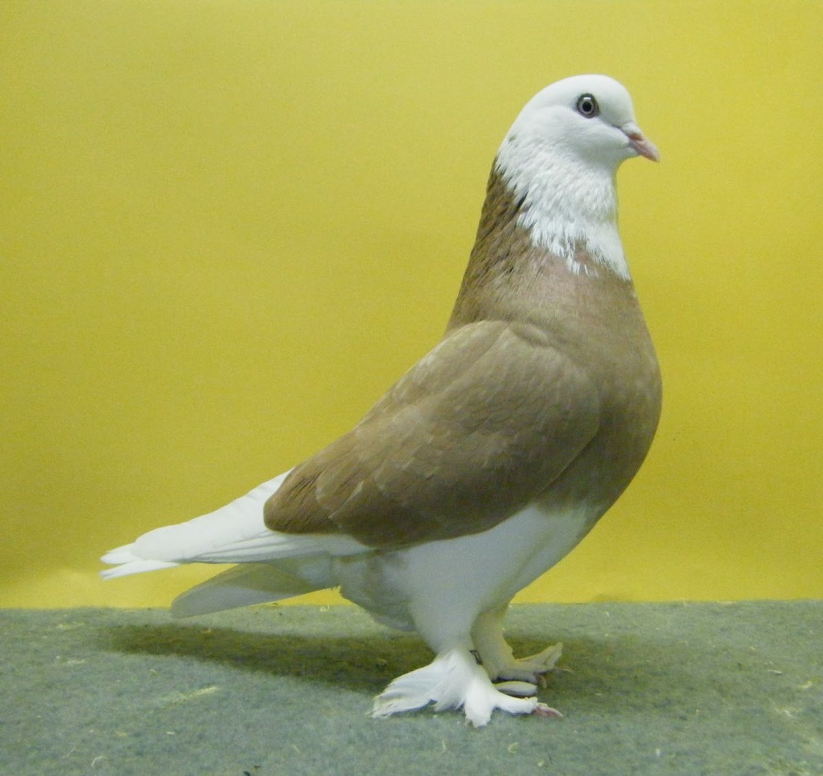 Такла сабни голуби турецкая