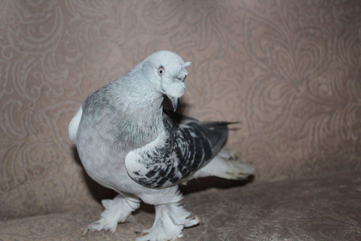 Турецкие бойные голуби