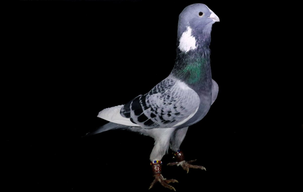 Pigeon Breeds