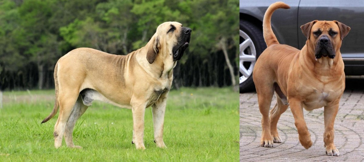 Бразильская Фила собака рост