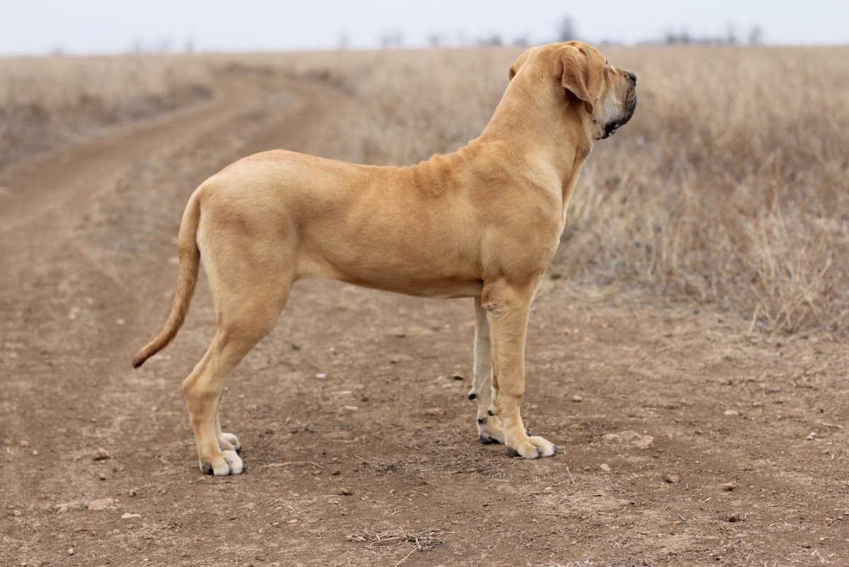 Португальский мастиф