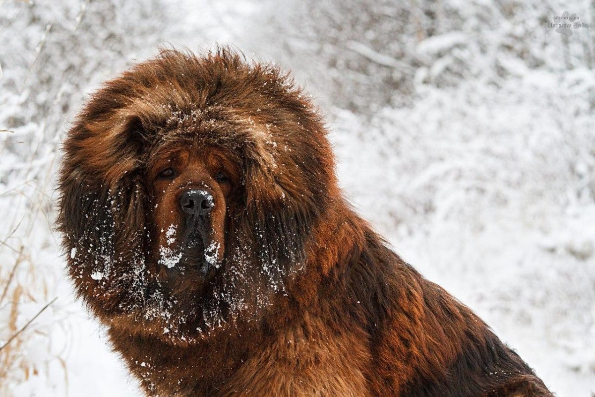 Неаполитанский мастиф (Мастино)