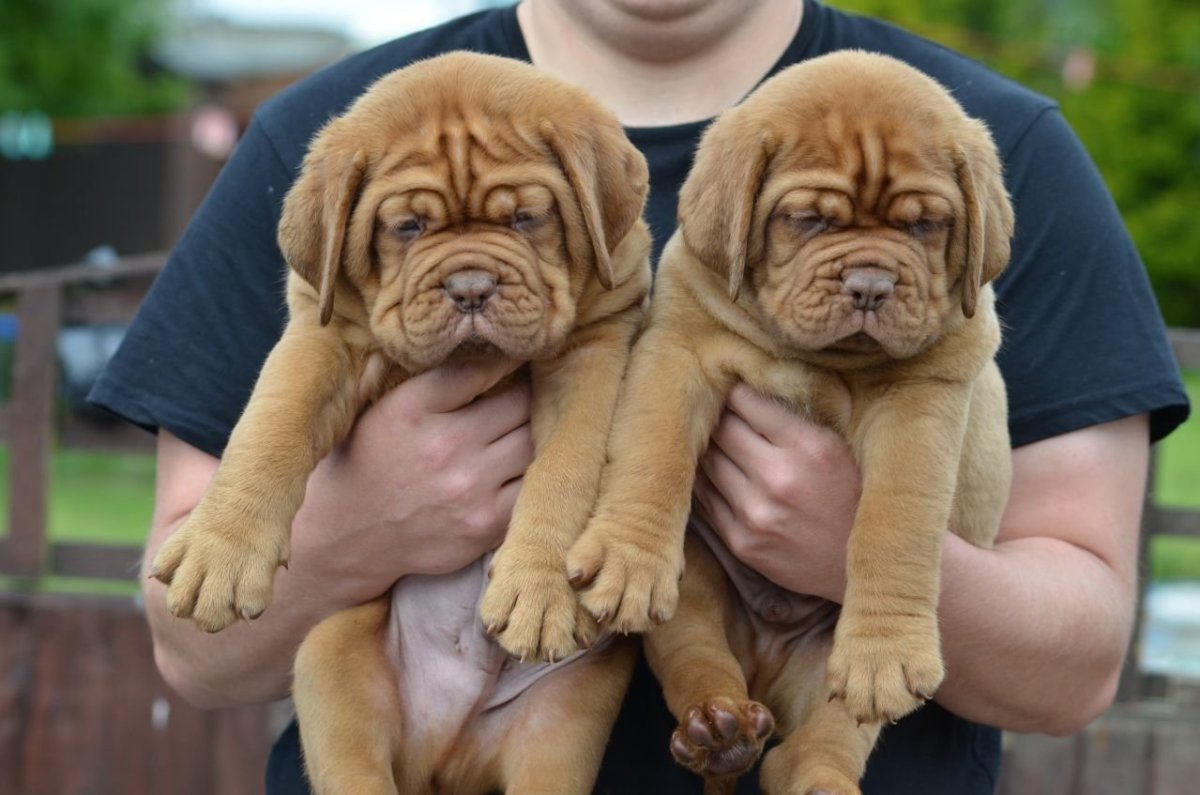 Порода испанский мастиф