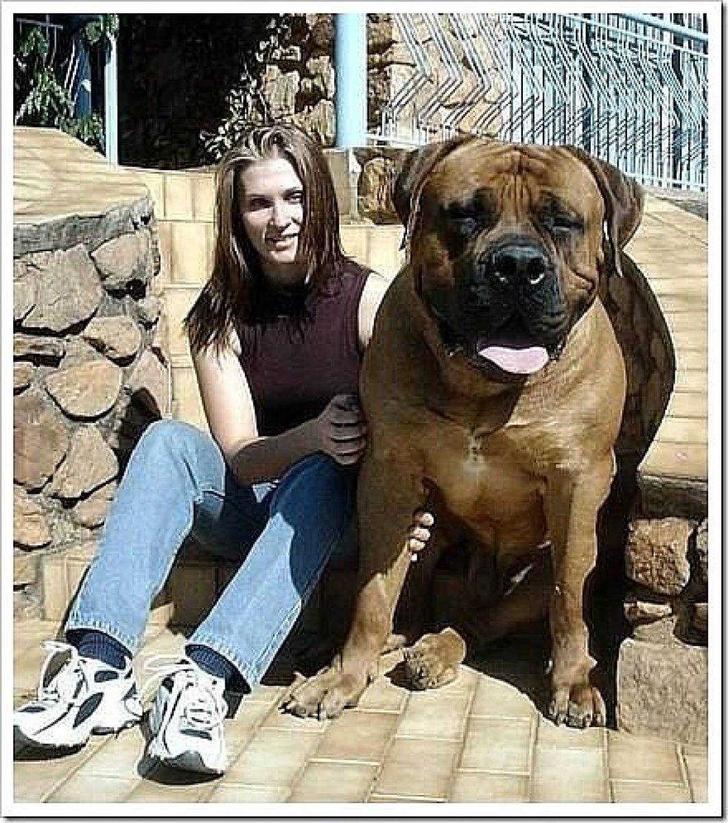 Неаполитанский мастиф Геркулес