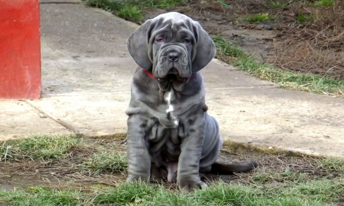 Мастиф Тоса ину