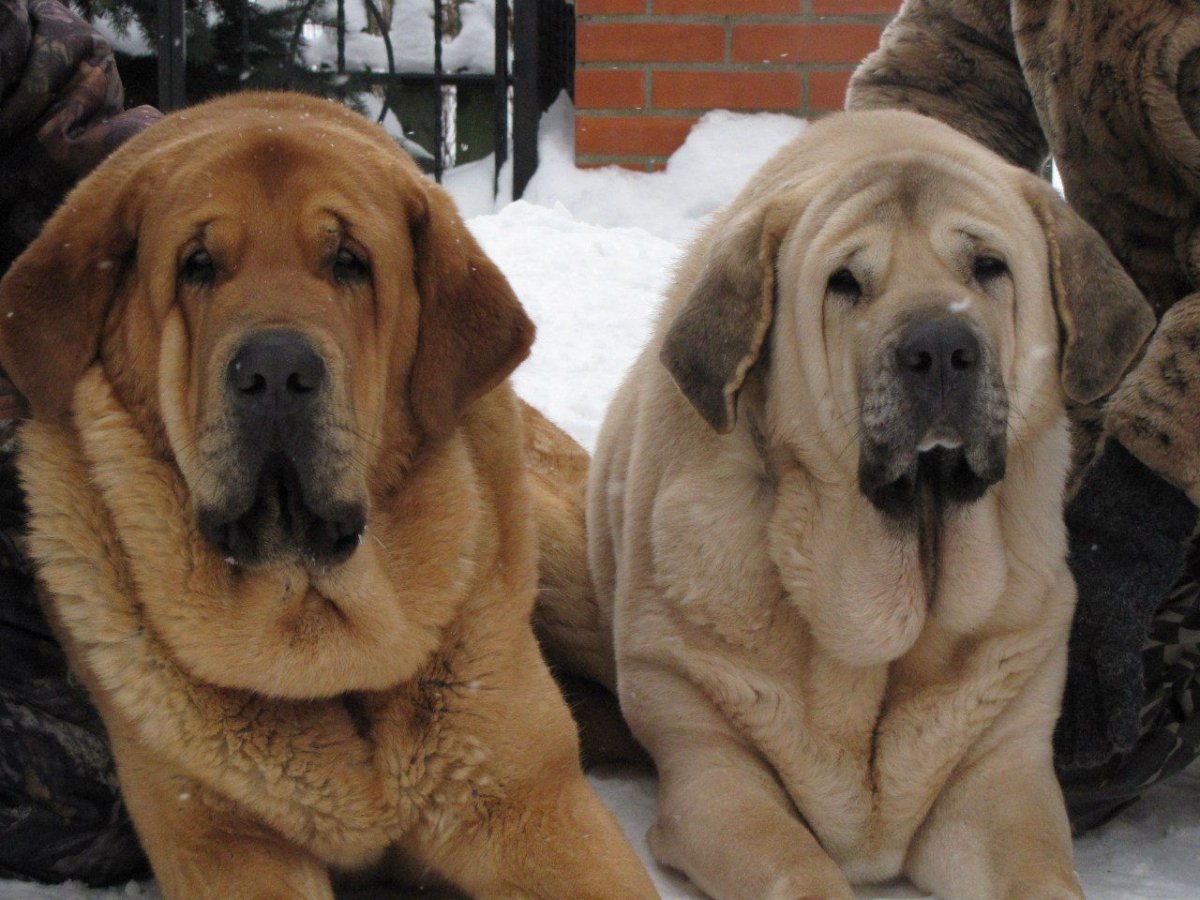 Альпийский мастиф