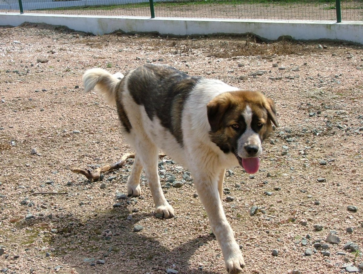 Рафейру Ду Алентежу