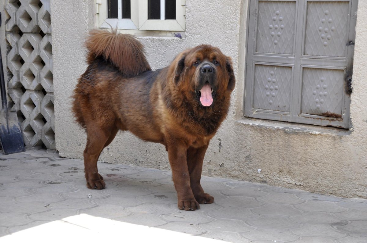 Мастино неаполитано Геркулес