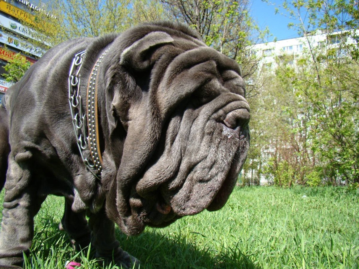 Фила бразилейро порода