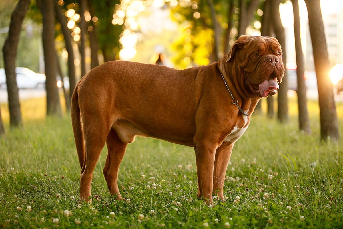 Мастиф + боксер собака