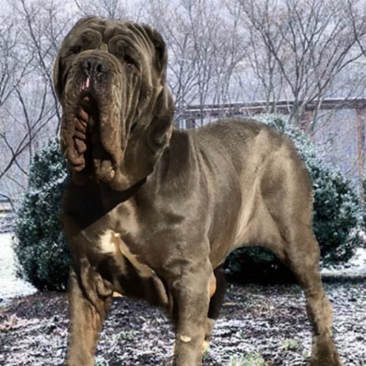 Неаполитанский мастиф Геркулес