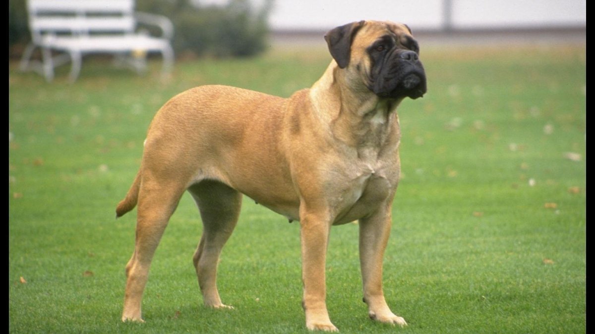 Бульмастиф дог