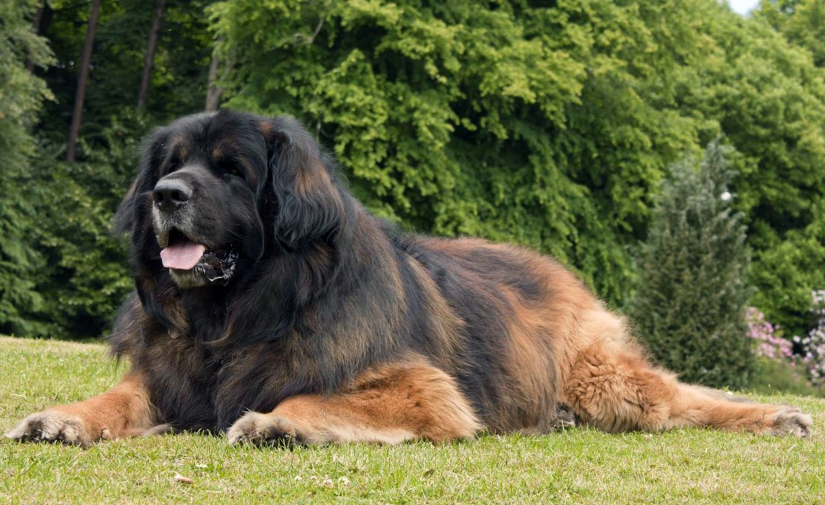 Неаполитанский мастиф дог