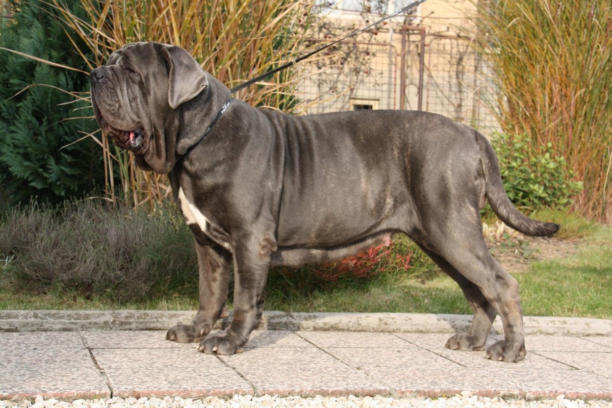 Мастино и Кане Корсо