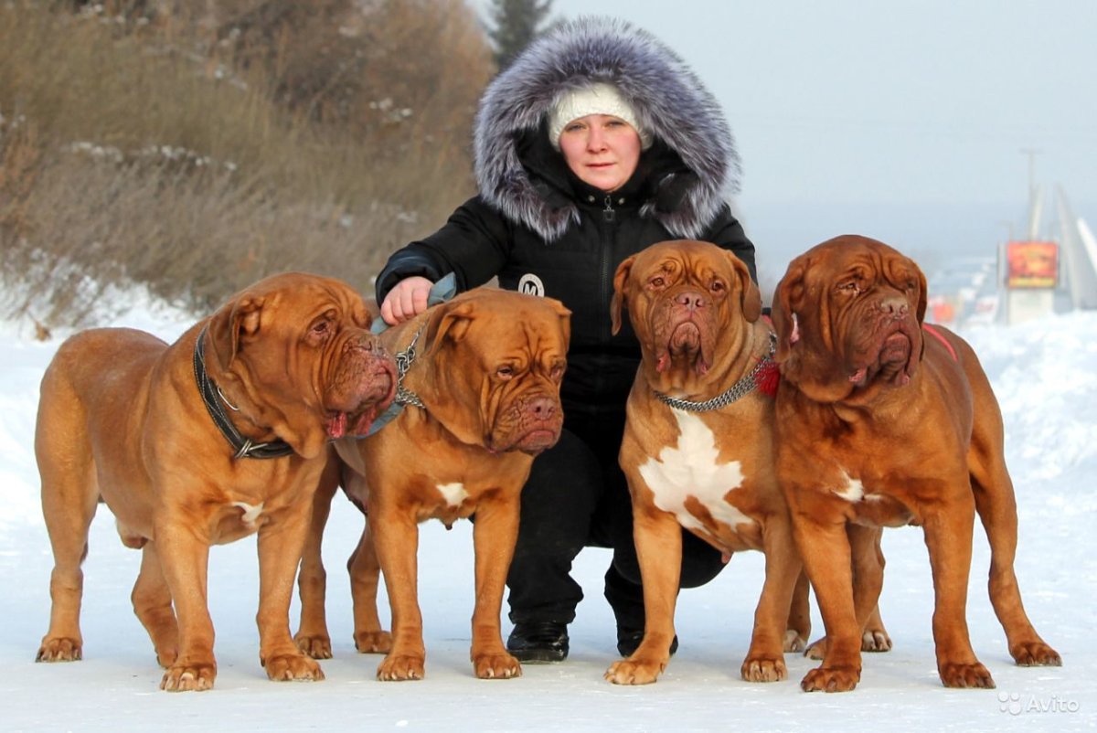 Неаполитанский мастиф Геркулес
