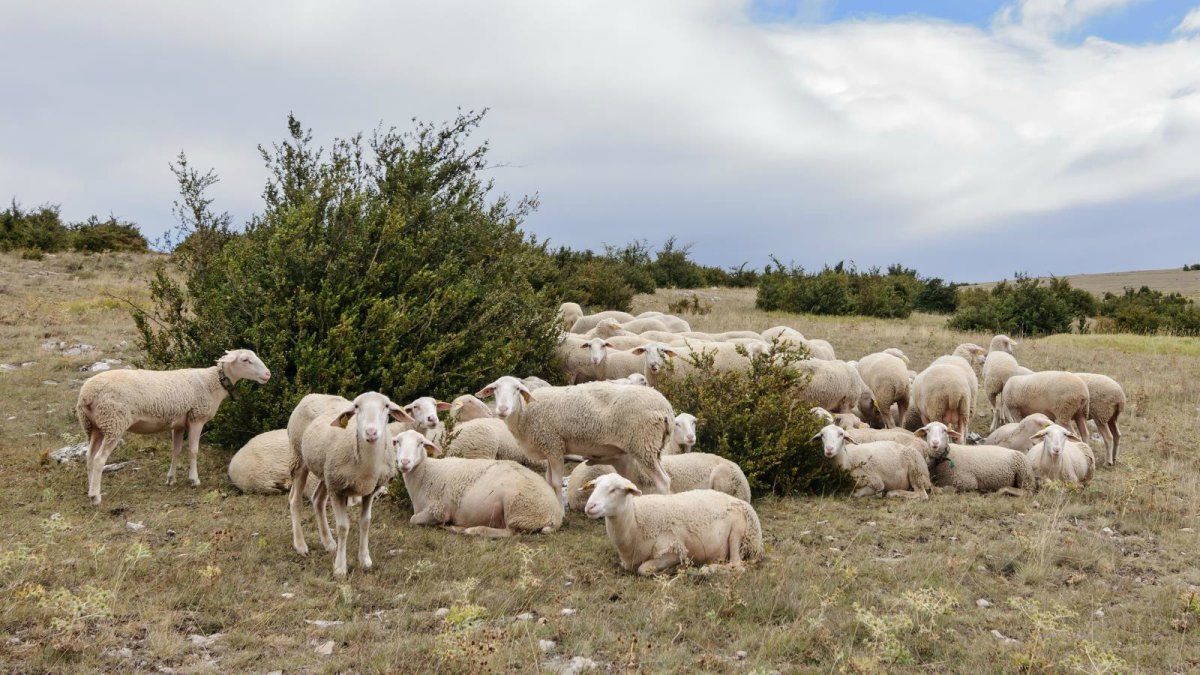 Овцы породы лакон