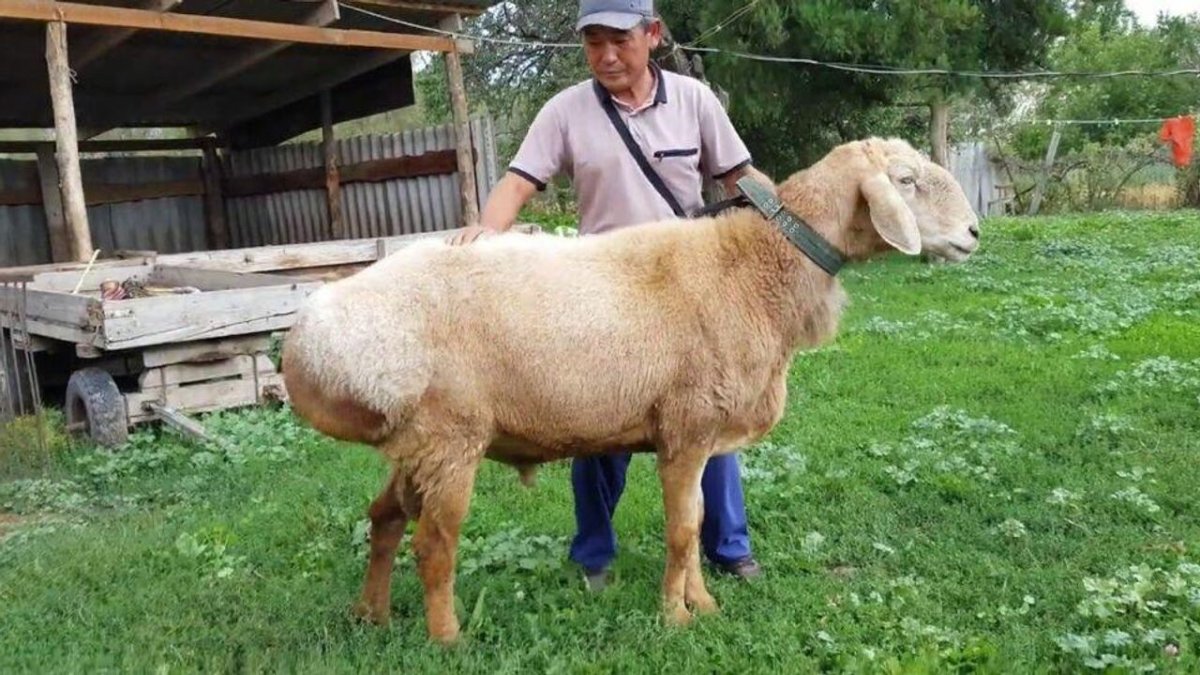 Баран гиссарской породы