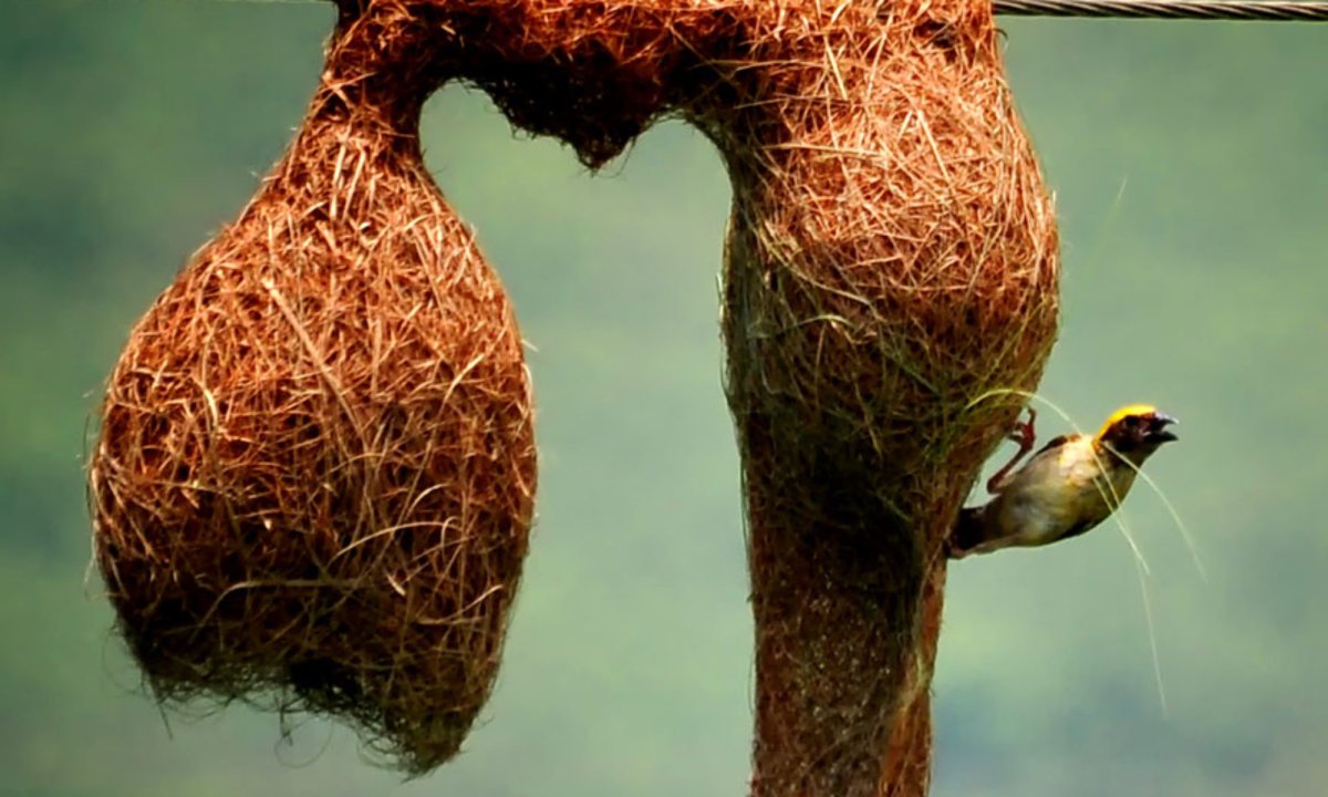 Необычные гнезда птиц