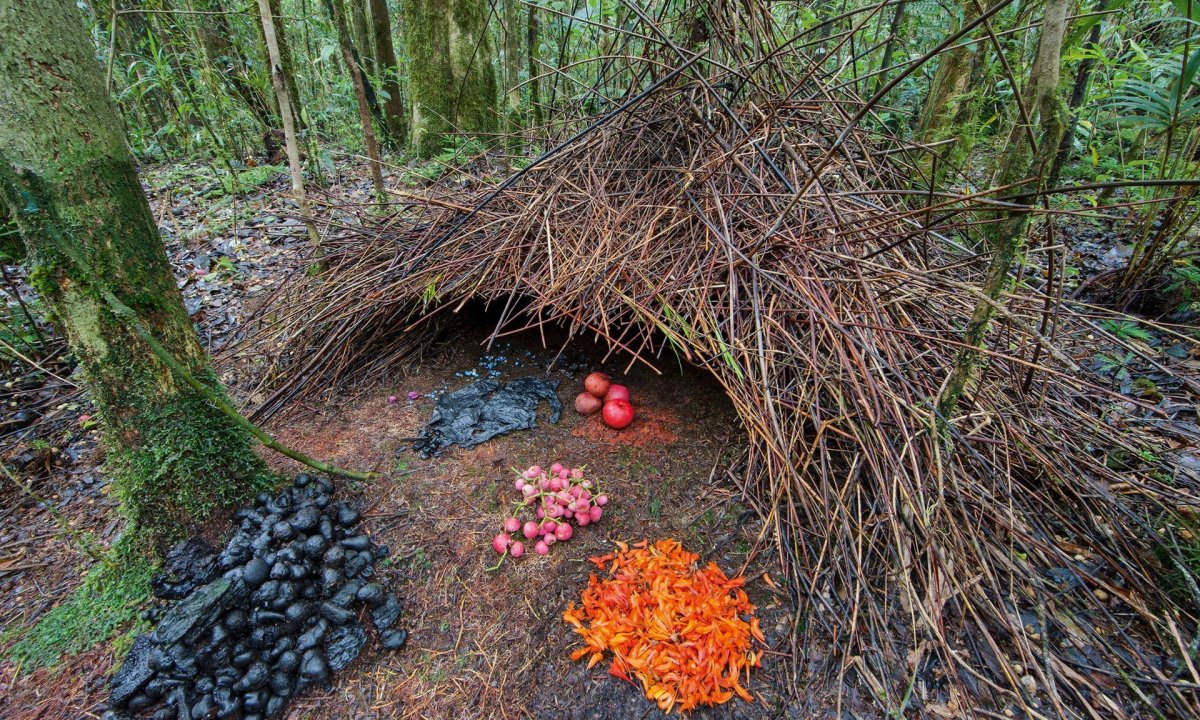 Шалашник гнездо