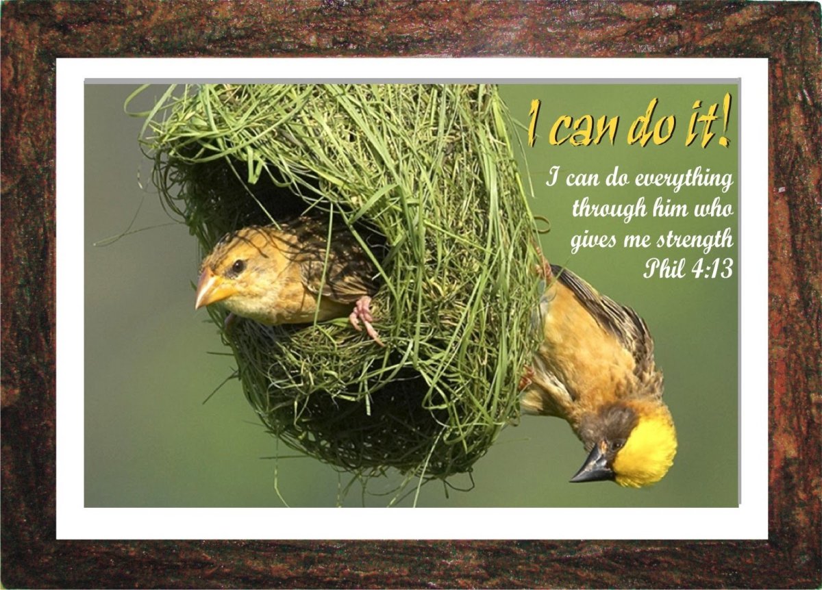 Гнездование птиц