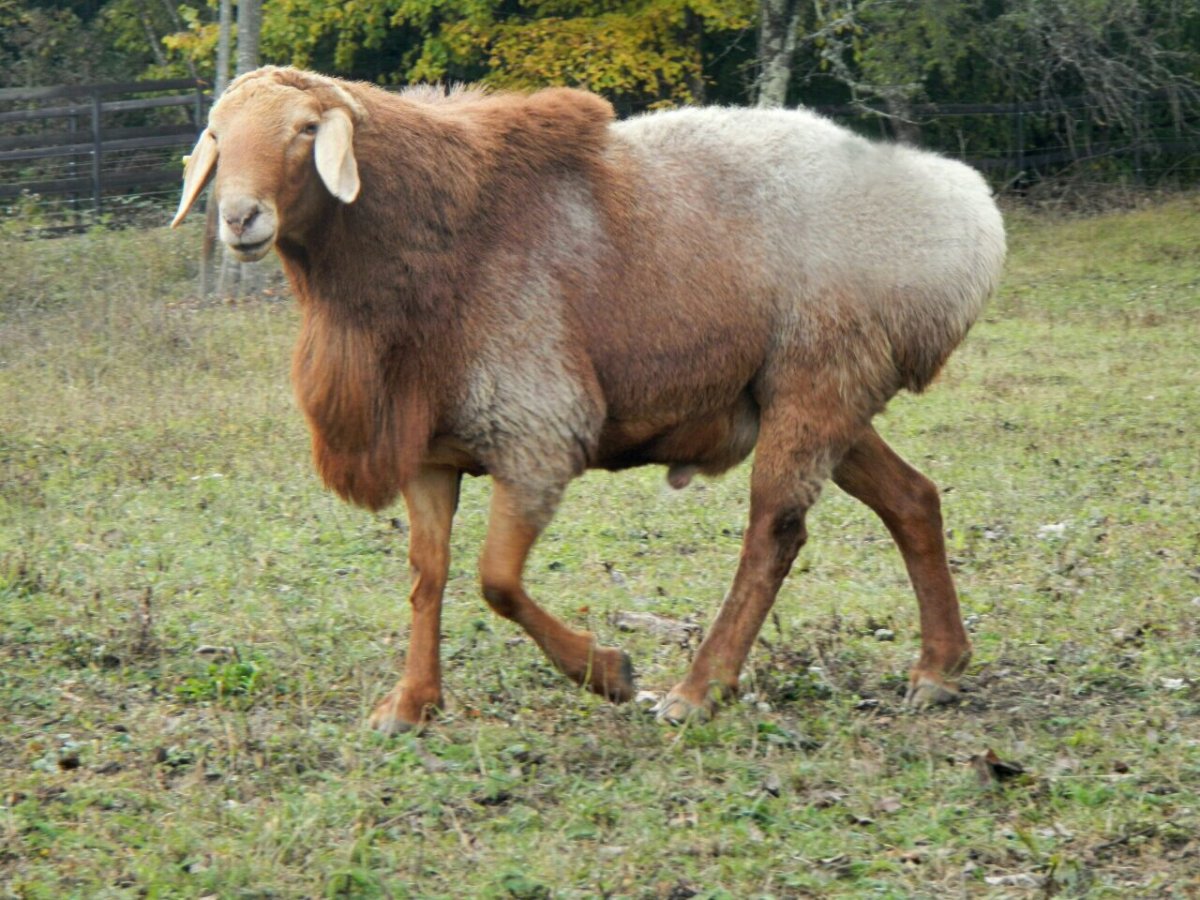 Баран гиссарской породы