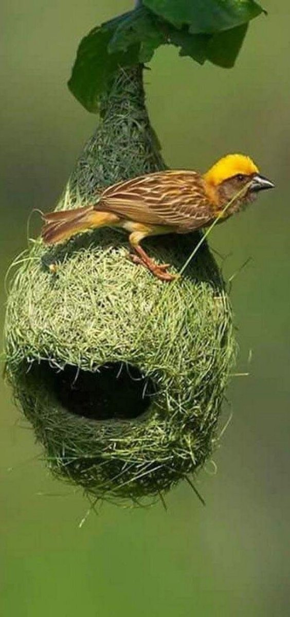 Ткачик птица гнездо