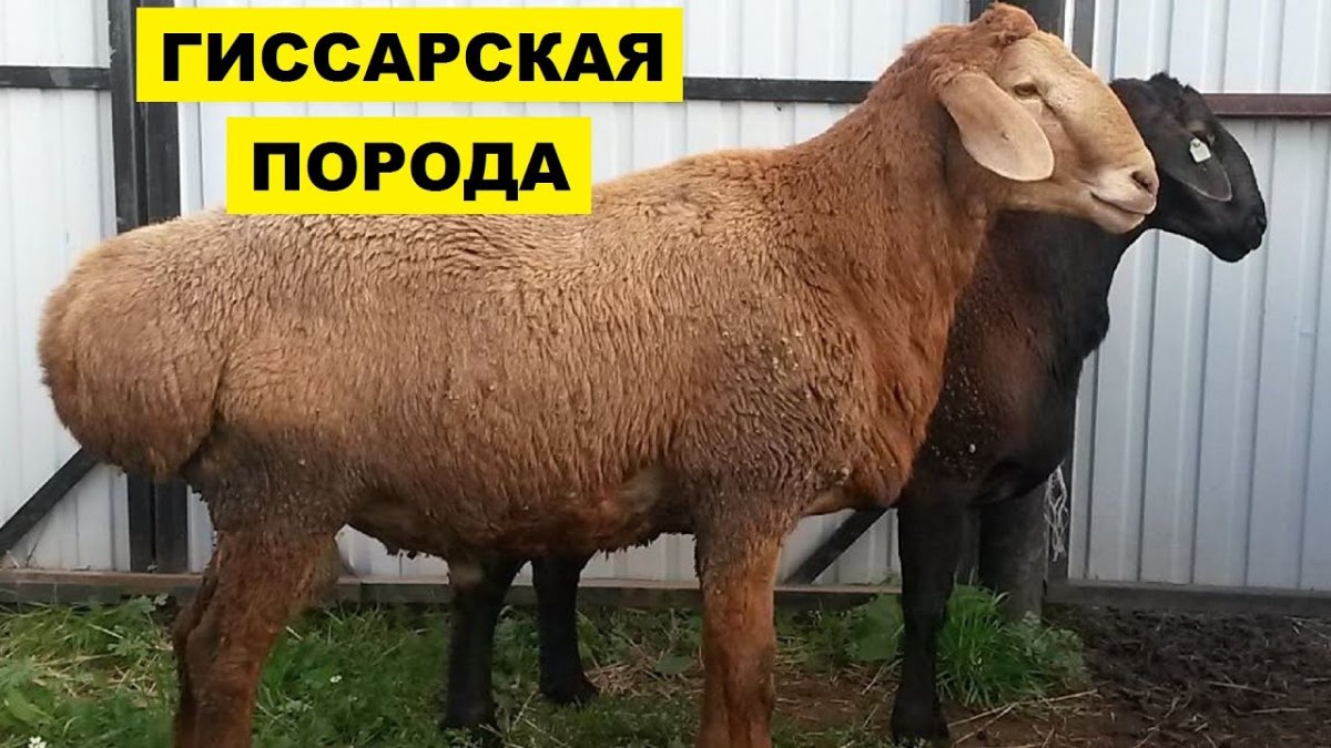 Баран гиссарской породы
