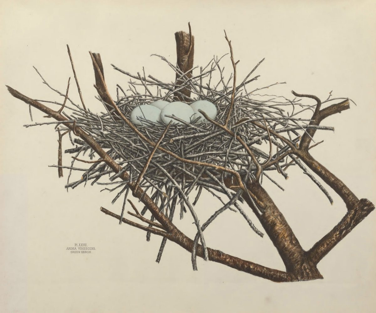 Африканский Ткачик строит гнездо