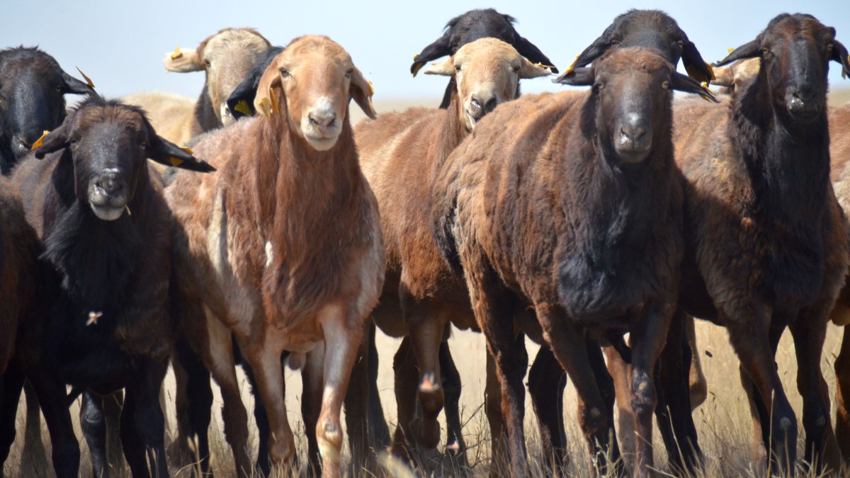 Племзавод Баранов гиссарская